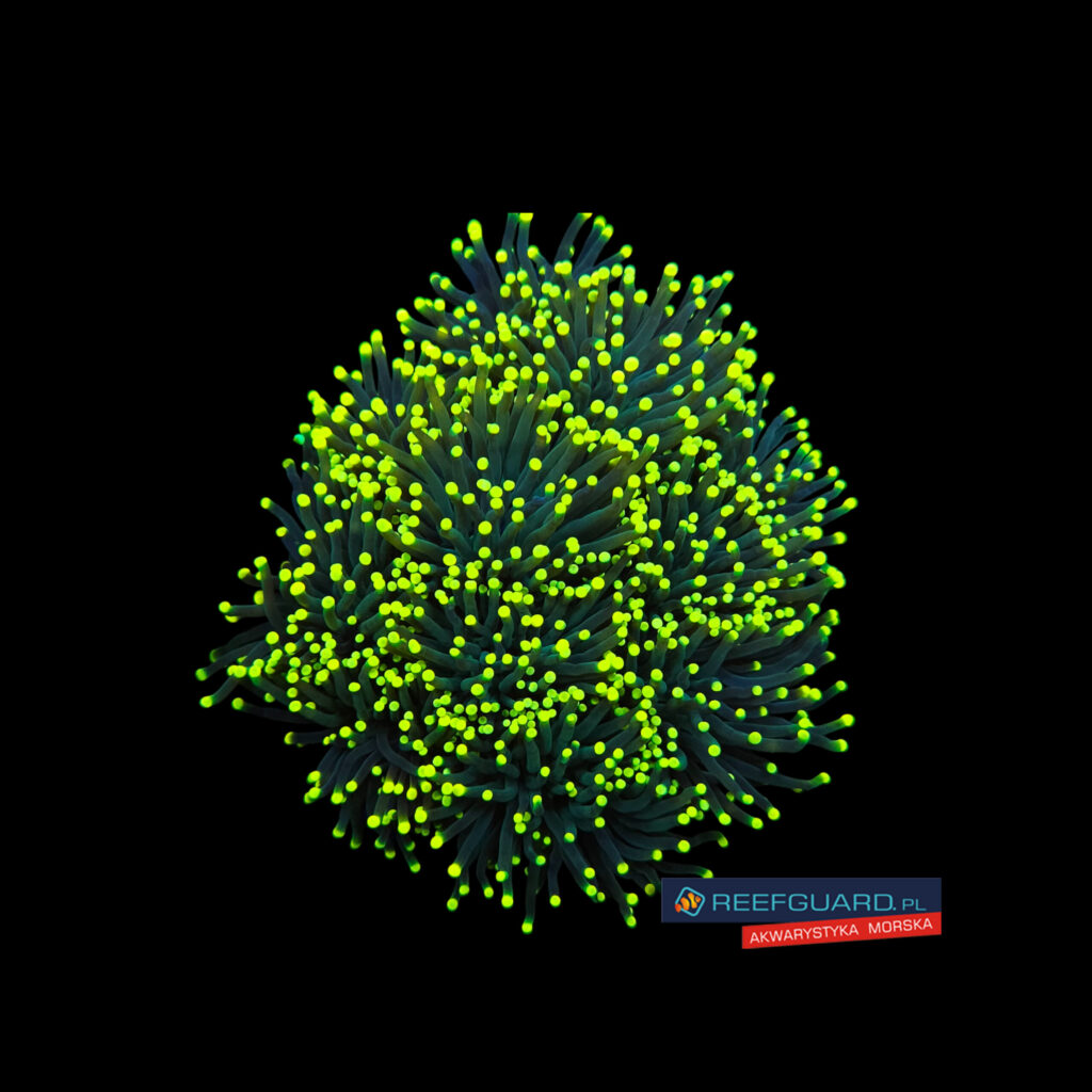 Euphyllia Glabrescens Dark