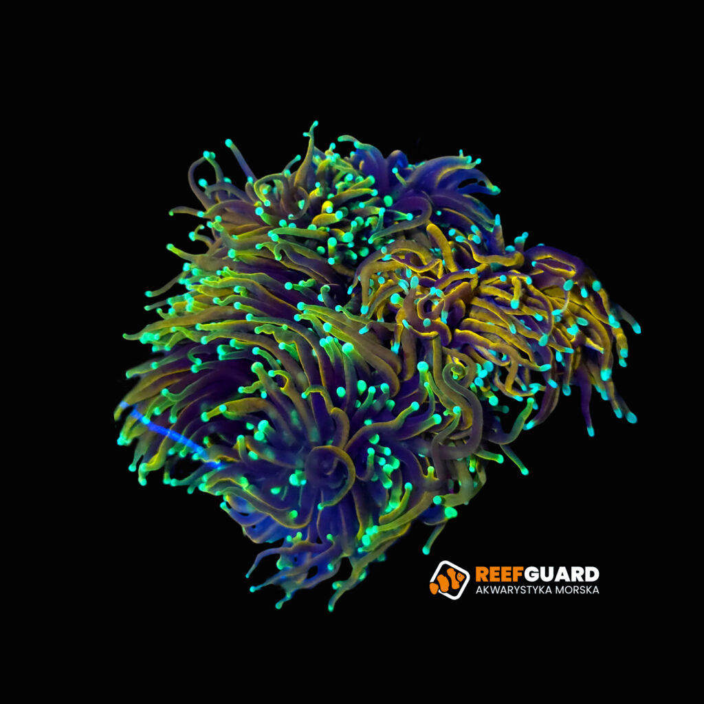 Euphyllia glabrescens Dragon Soul 1H