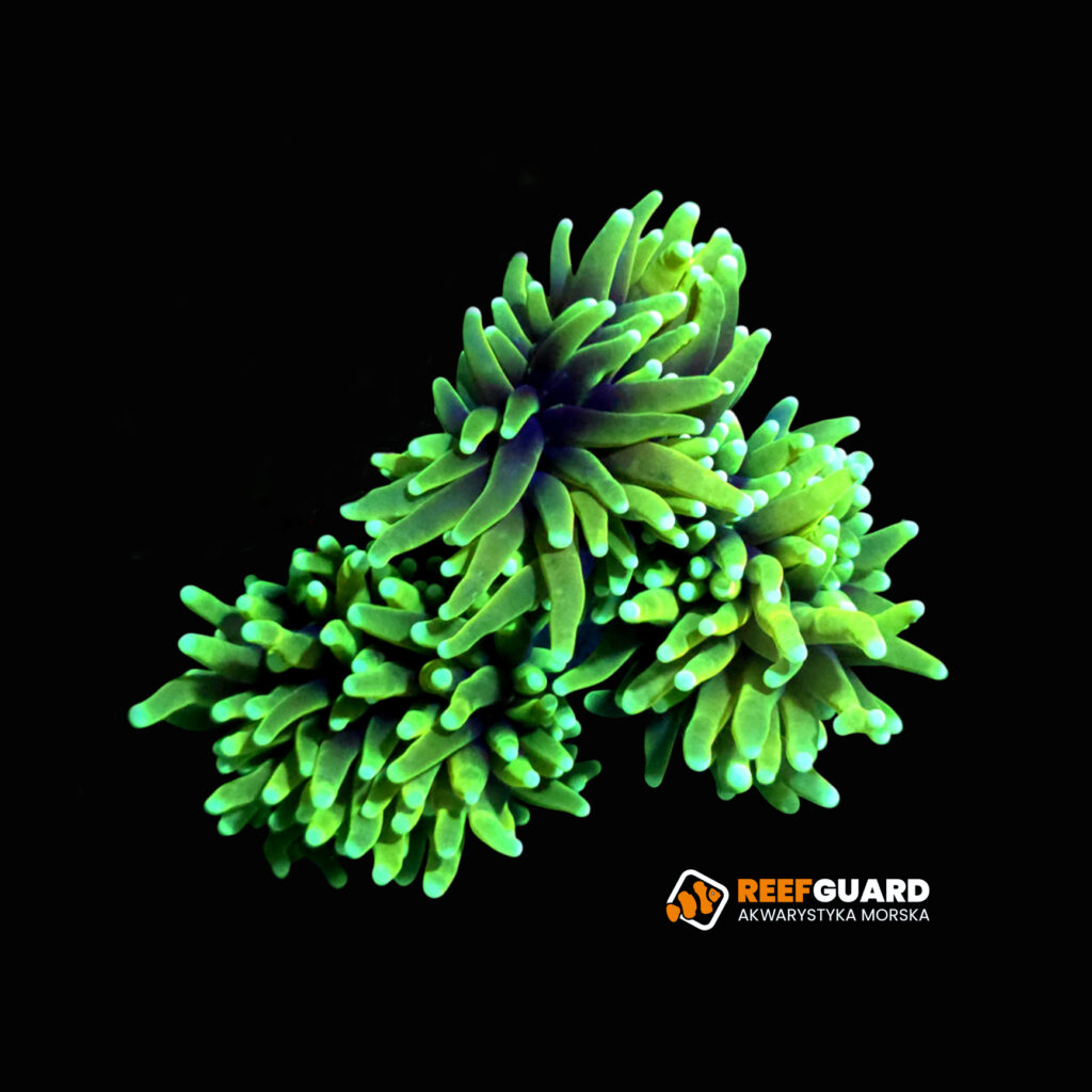 Euphyllia glabrescens Grim Reaper 1H
