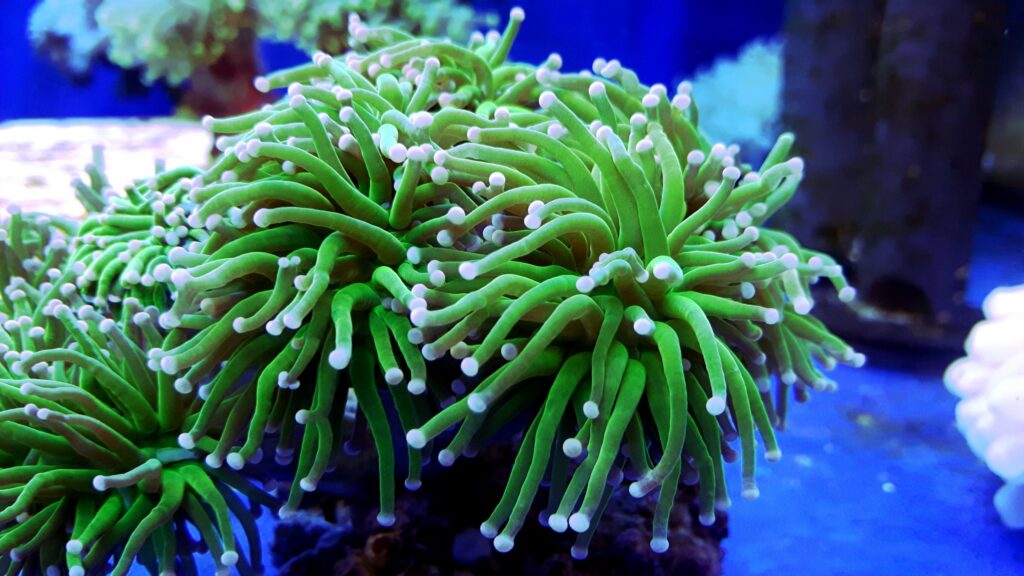 Euphyllia glabrescens Torch Green Polip