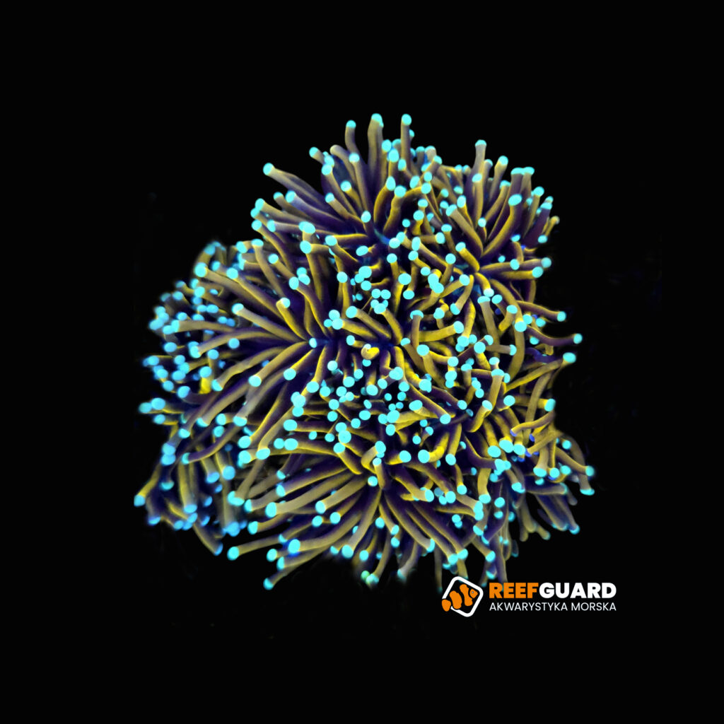 Euphyllia glabrescens gold 24k 1H