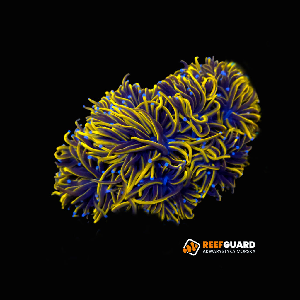 Euphyllia glabrescens indogold 24k 1H