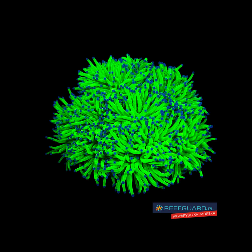 Euphyllia Glabrescens Ultra Fluo