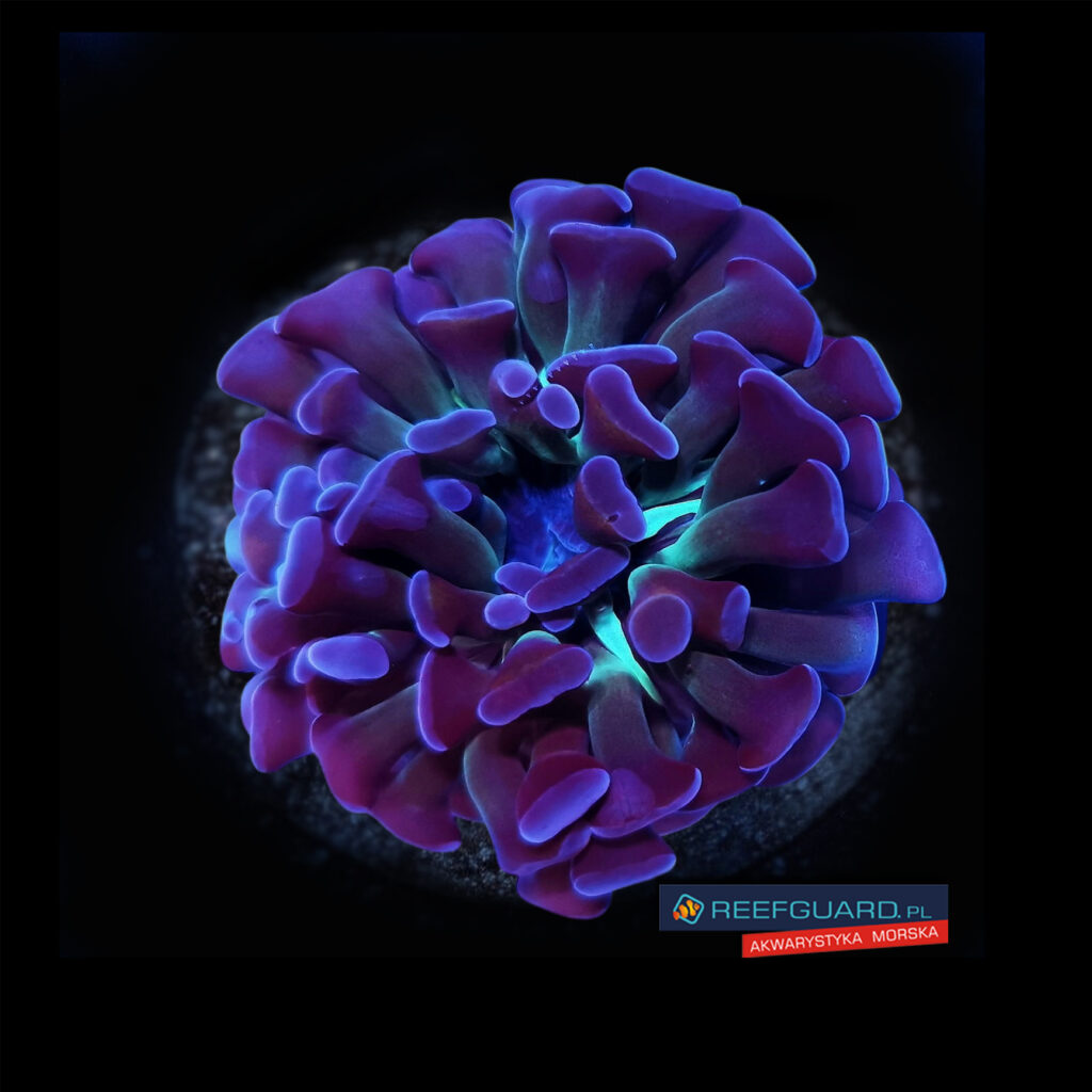 Euphyllia Paraancora hammer purple