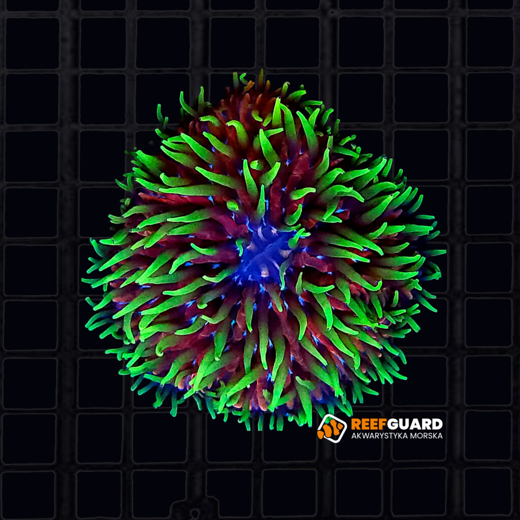 Fungia Ultra Green-Red long tentacle