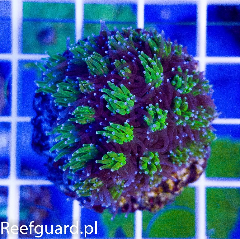 Galaxea fascicularis bicolor M