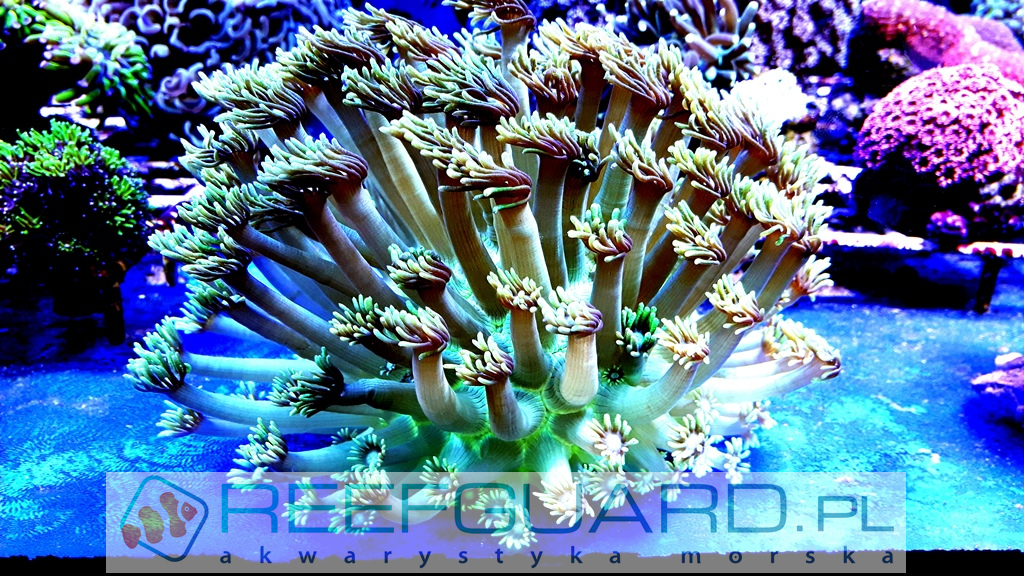 Goniopora green
