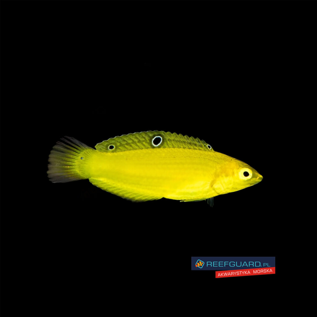 Halichoeres chrysus