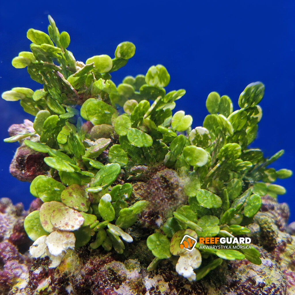 Halymenia Macro Algae Makroglon