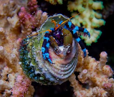 Calcinus elegans Krab niebieskonogi