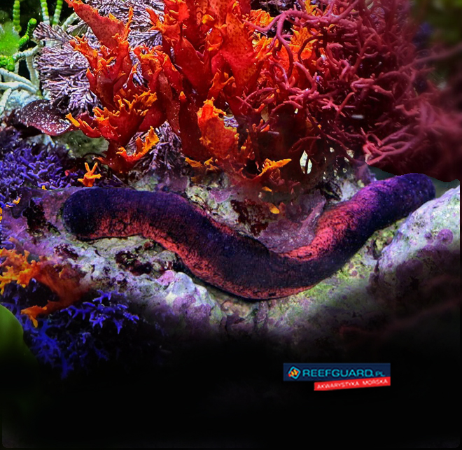 Holothuria edulis ogórek morski Pink & Black