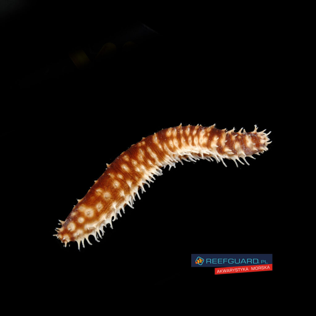 Holothuria hilla ogórek morski Sea Cucumber