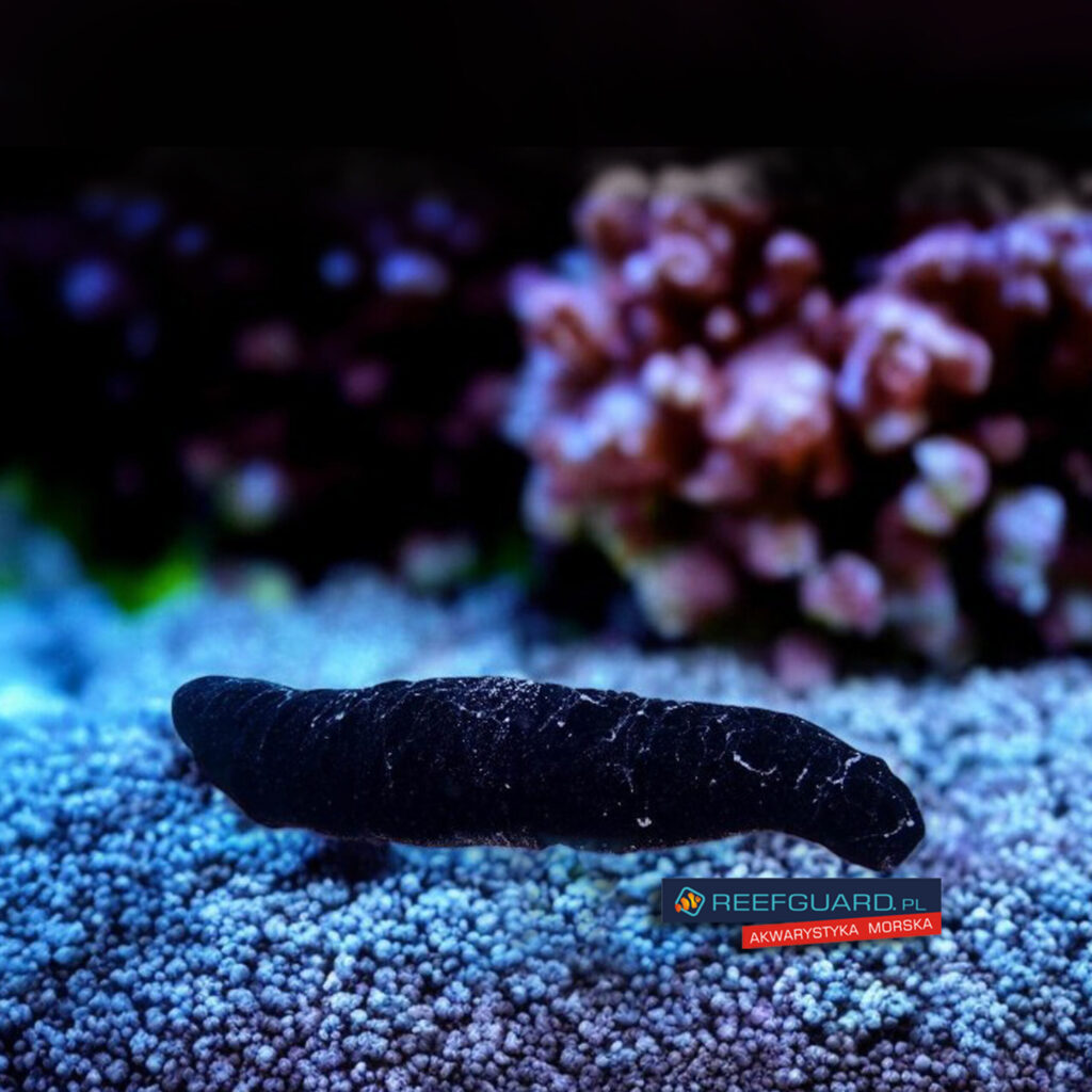 Holothuria leucospilota ogórek morski Sea Cucumber