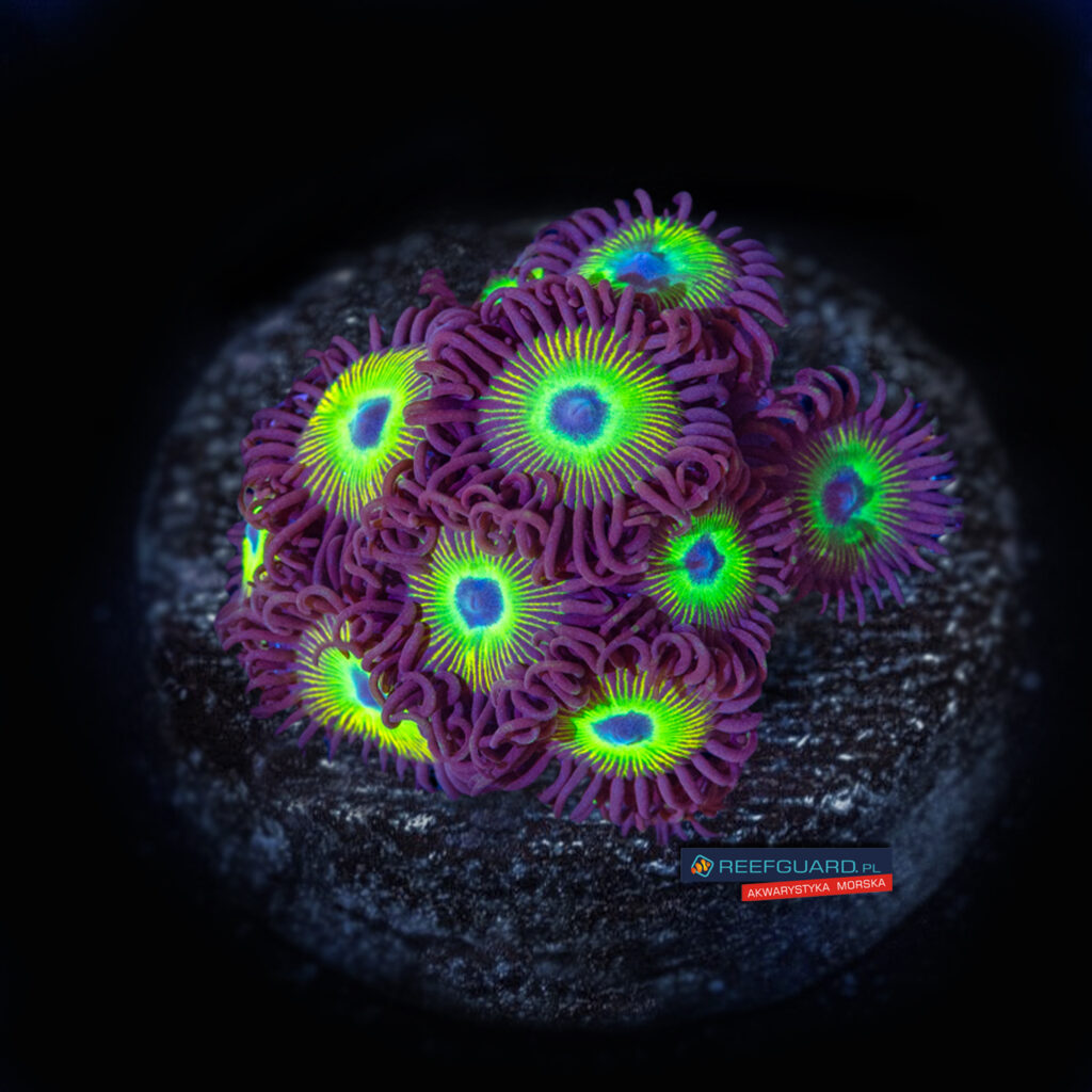 Kryptonite zoa Zoanthus 3 polipy