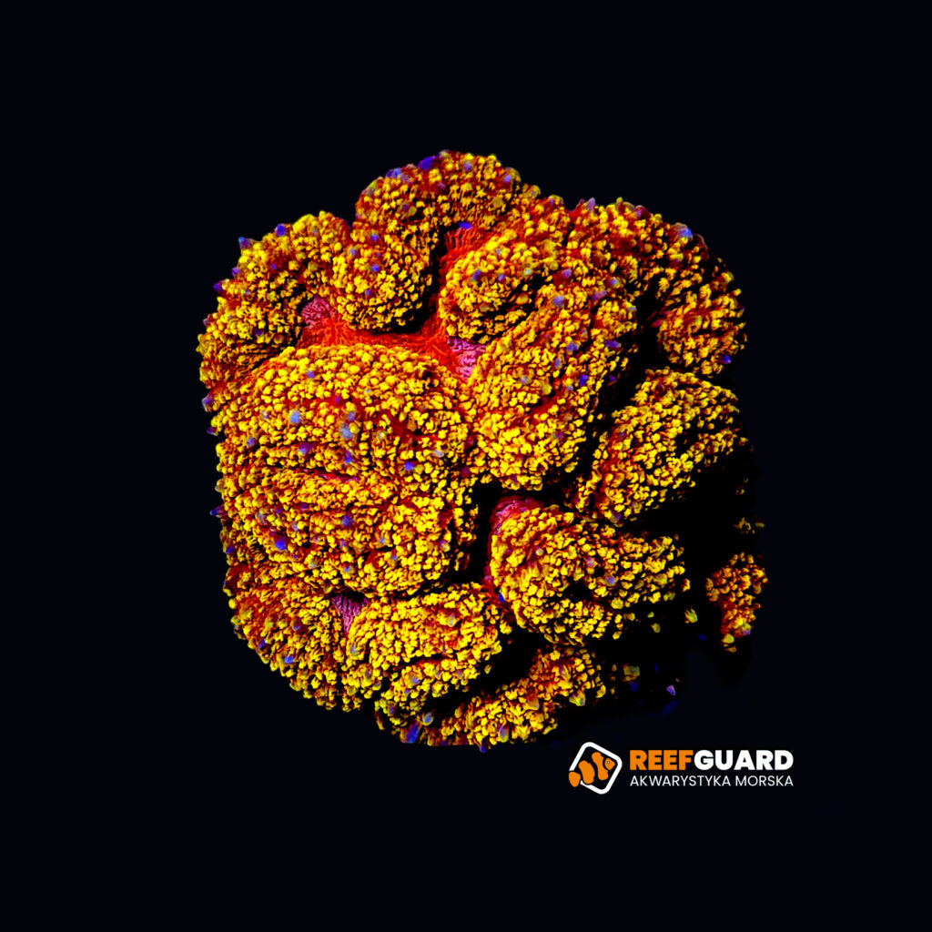 Lobophyllia Robusta orange ultra