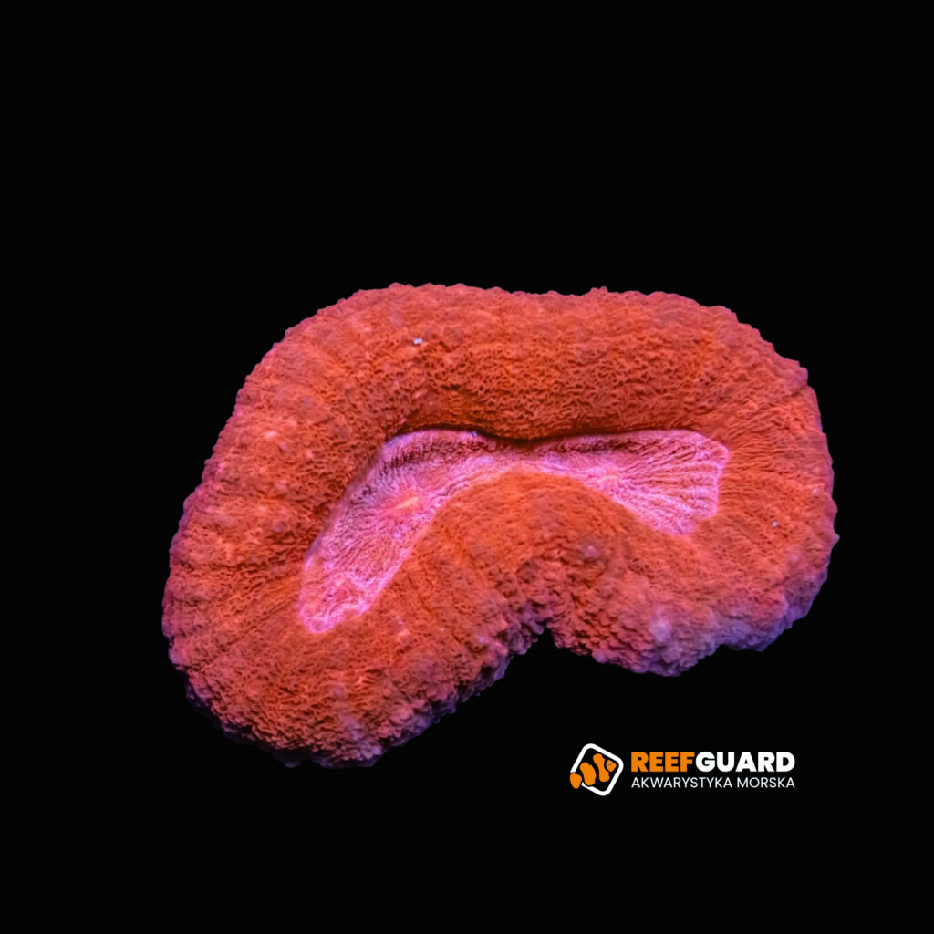 Lobophyllia corymbosa pink