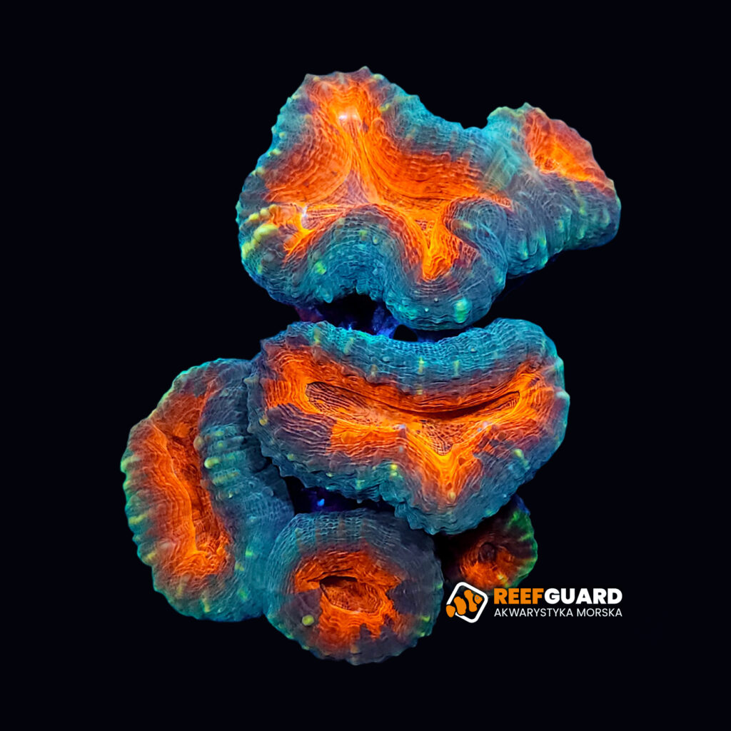 Lobophyllia corymbosa red green