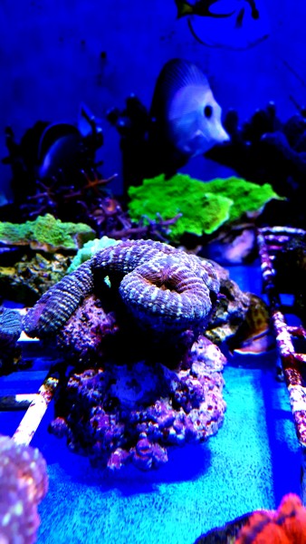 Lobophyllia corymbosa multi color