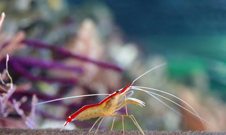Lysmata amboinensis krewetka czyszcząca