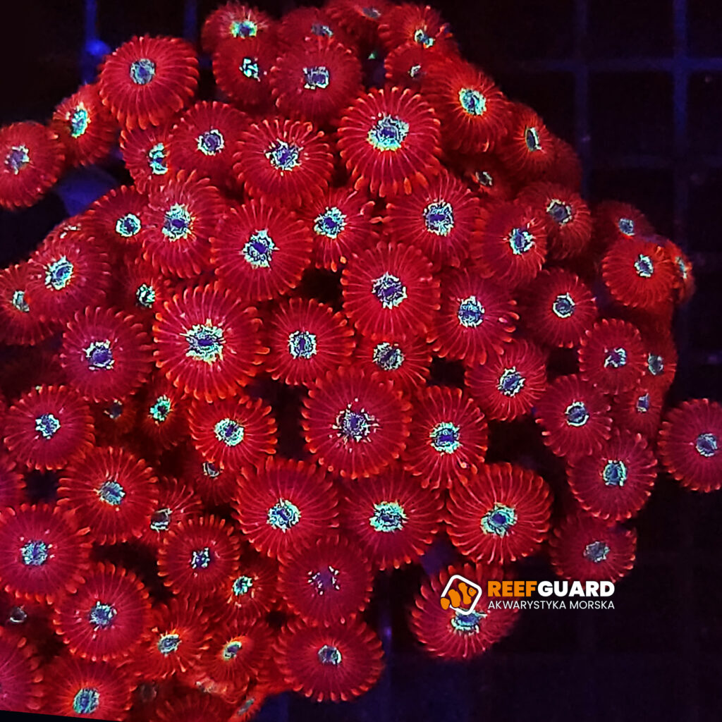 Magicians zoa Zoanthus 3 polipy