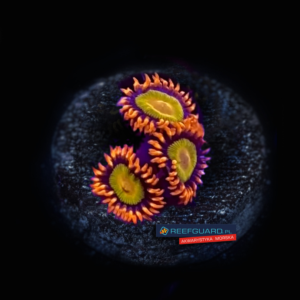 Mandarin Zoa Zoanthus 3 polipy