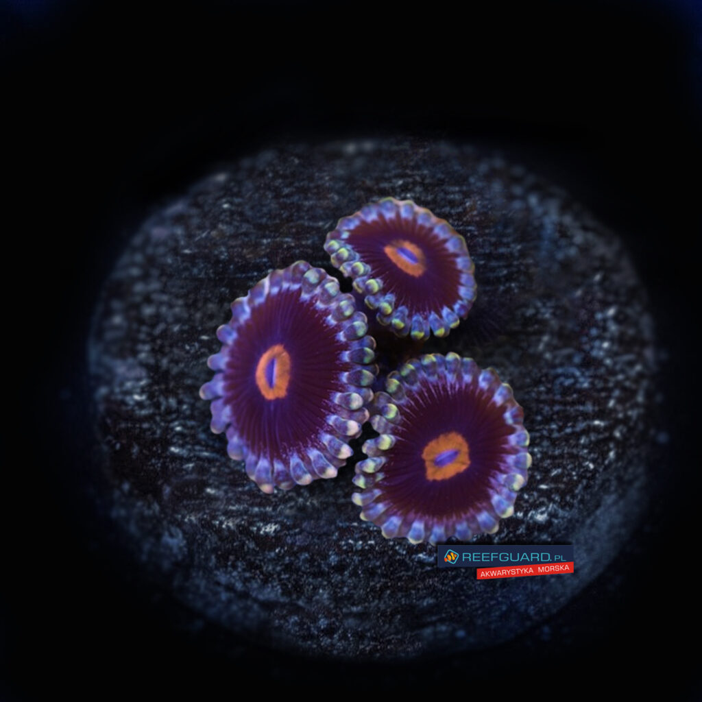 Mary Jane Zoa Zoanthus 3 polipy