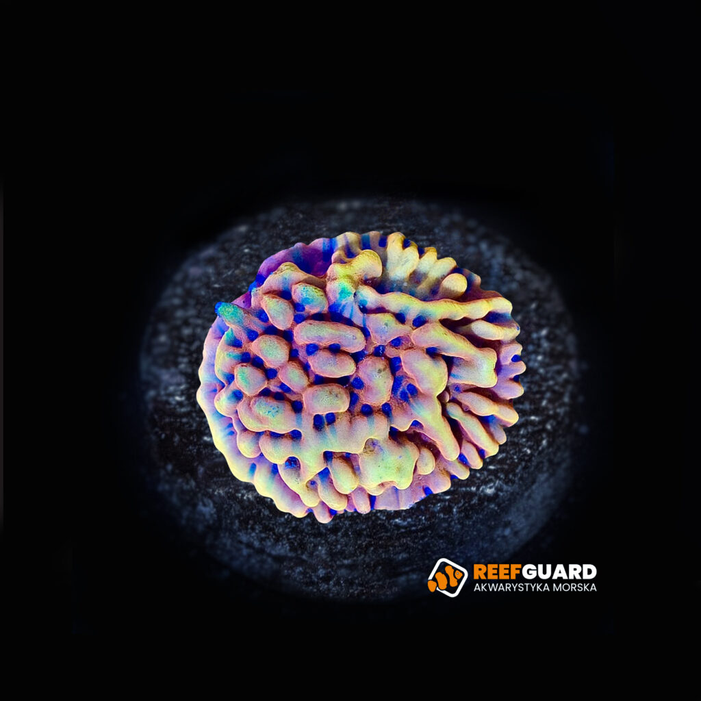 Montipora Danae Crazy T frag