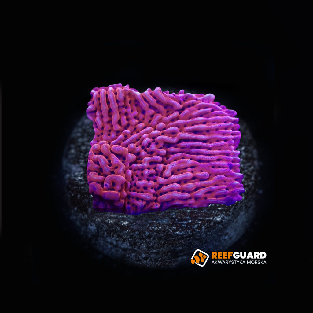 Montipora JF Mean Streak frag