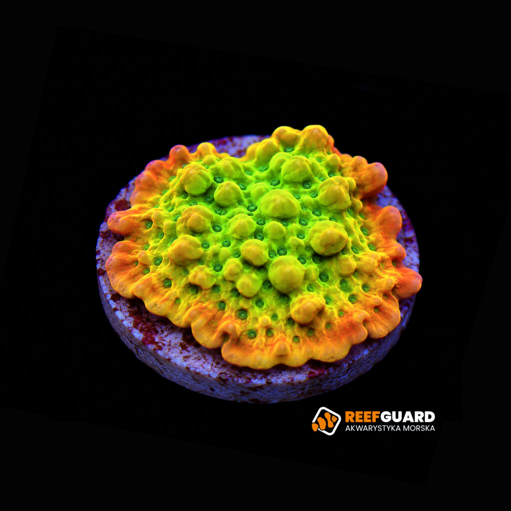 Montipora Kung pao frag