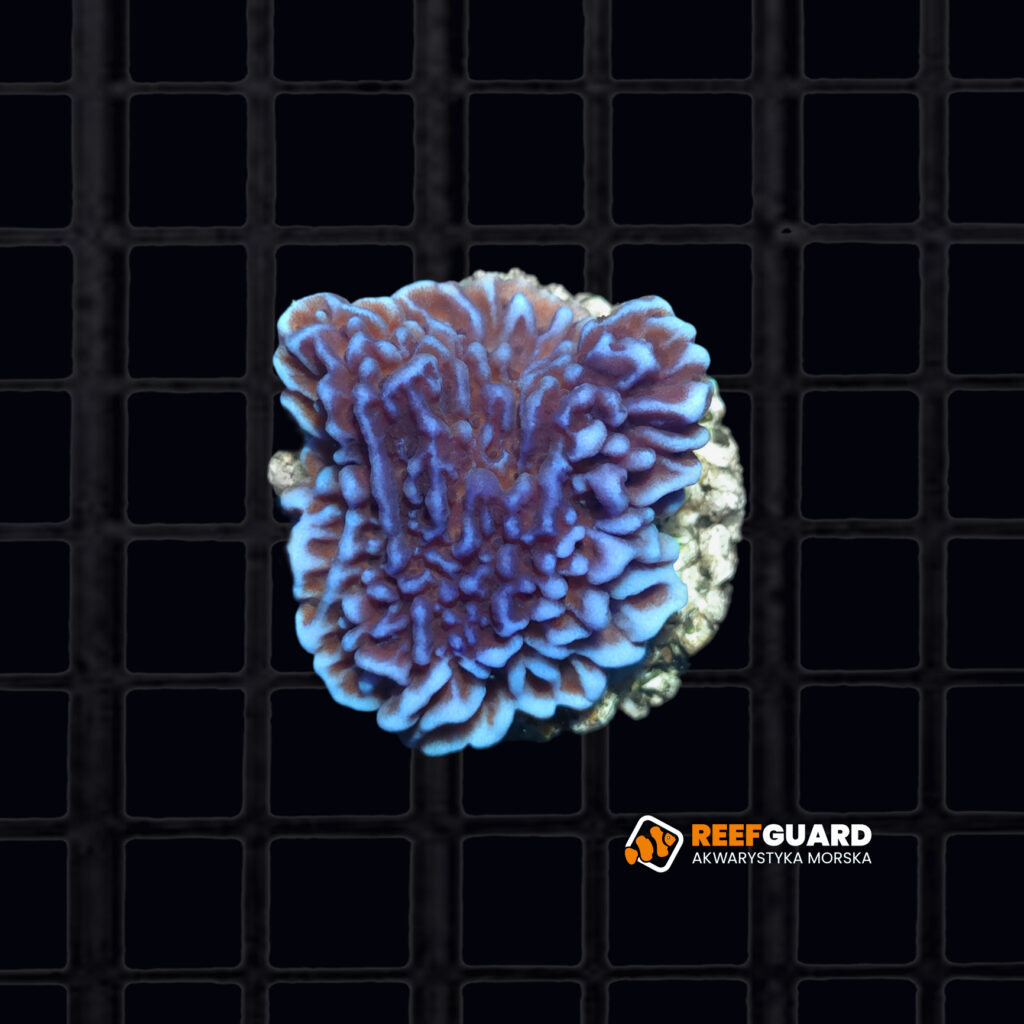 Montipora Palawanensis blue frag