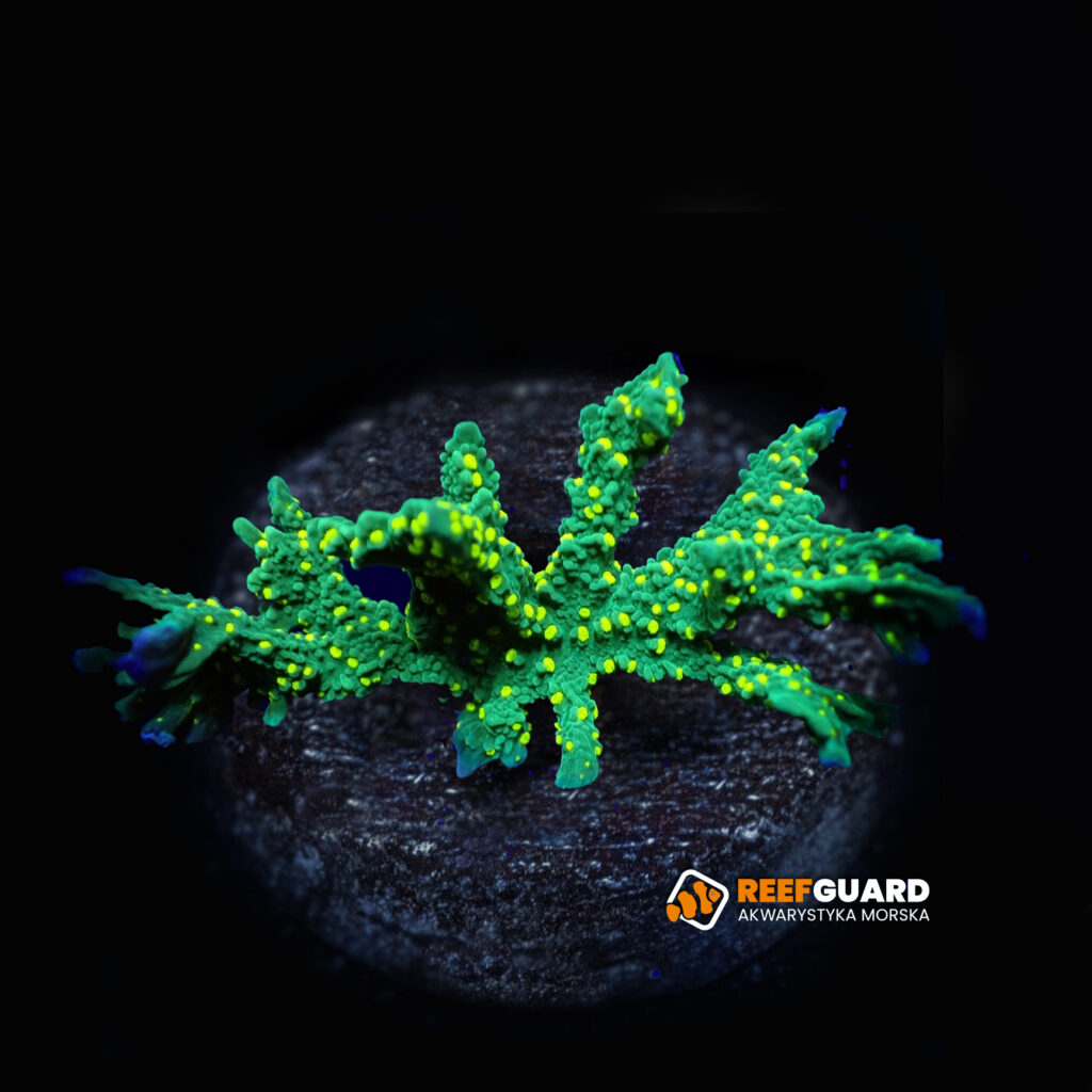 Montipora Stellata Branchy frag
