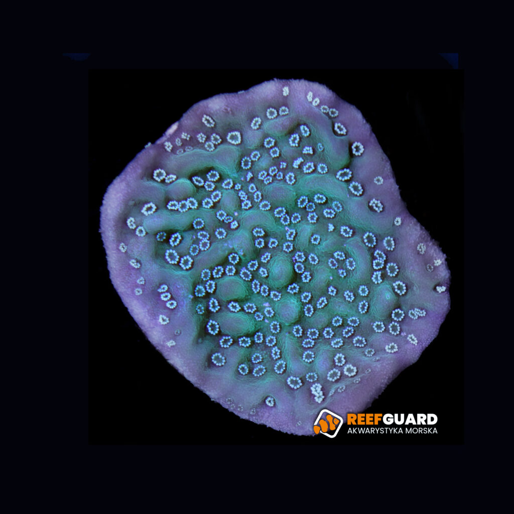 Montipora Undata Purple Rim White Polip frag