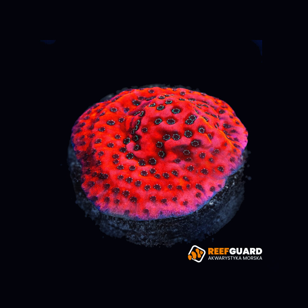 Montipora WWC Dragon Fruit frag