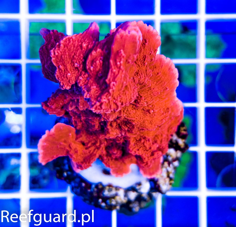 Montipora capricornis Red M