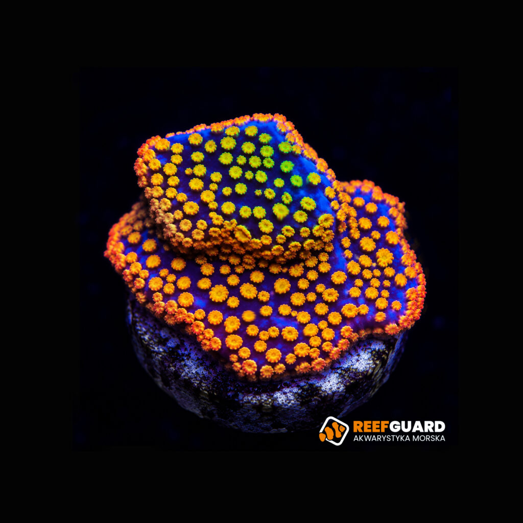Montipora danae Rainbow frag 3x3cm