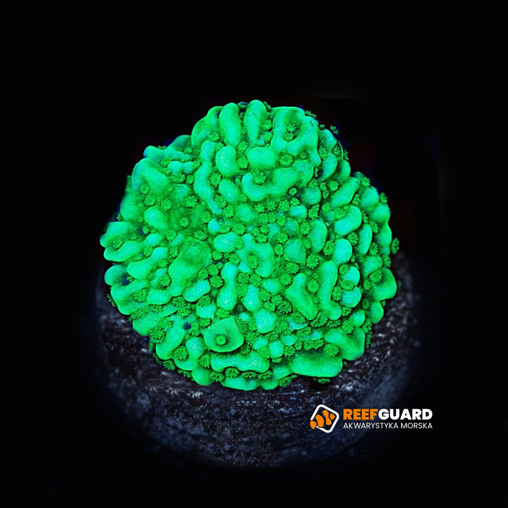 Montipora Danae Appleberry frag
