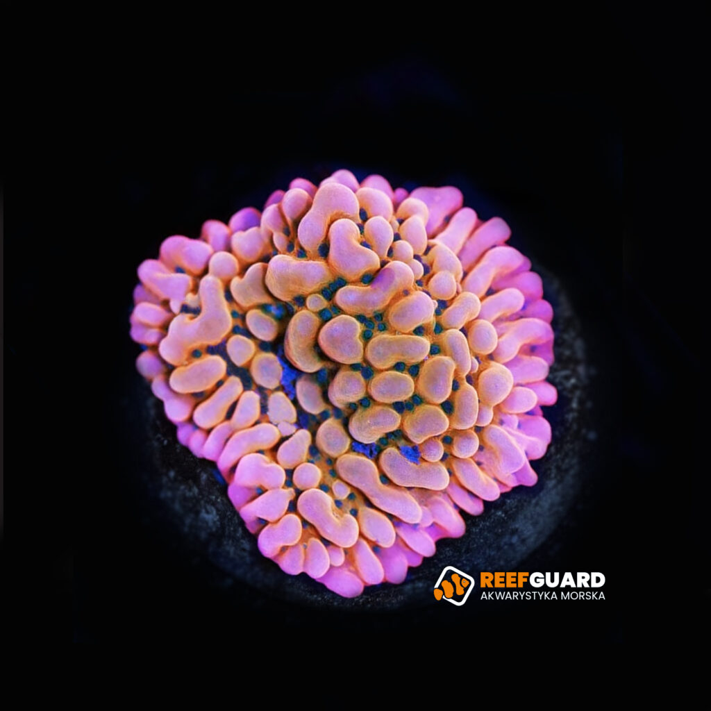 Montipora Danae Phoenix Fire frag