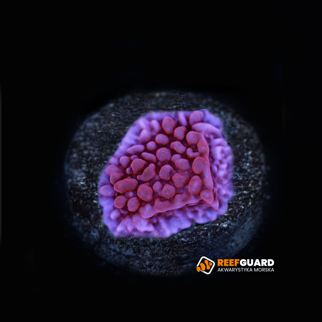 Montipora Danae Violet frag