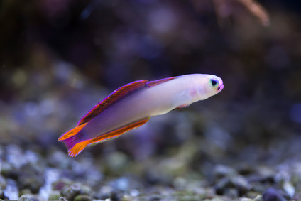 Nemateleotris decora