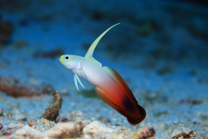 Nemateleotris magnifica Fire Fish Ognista Babka