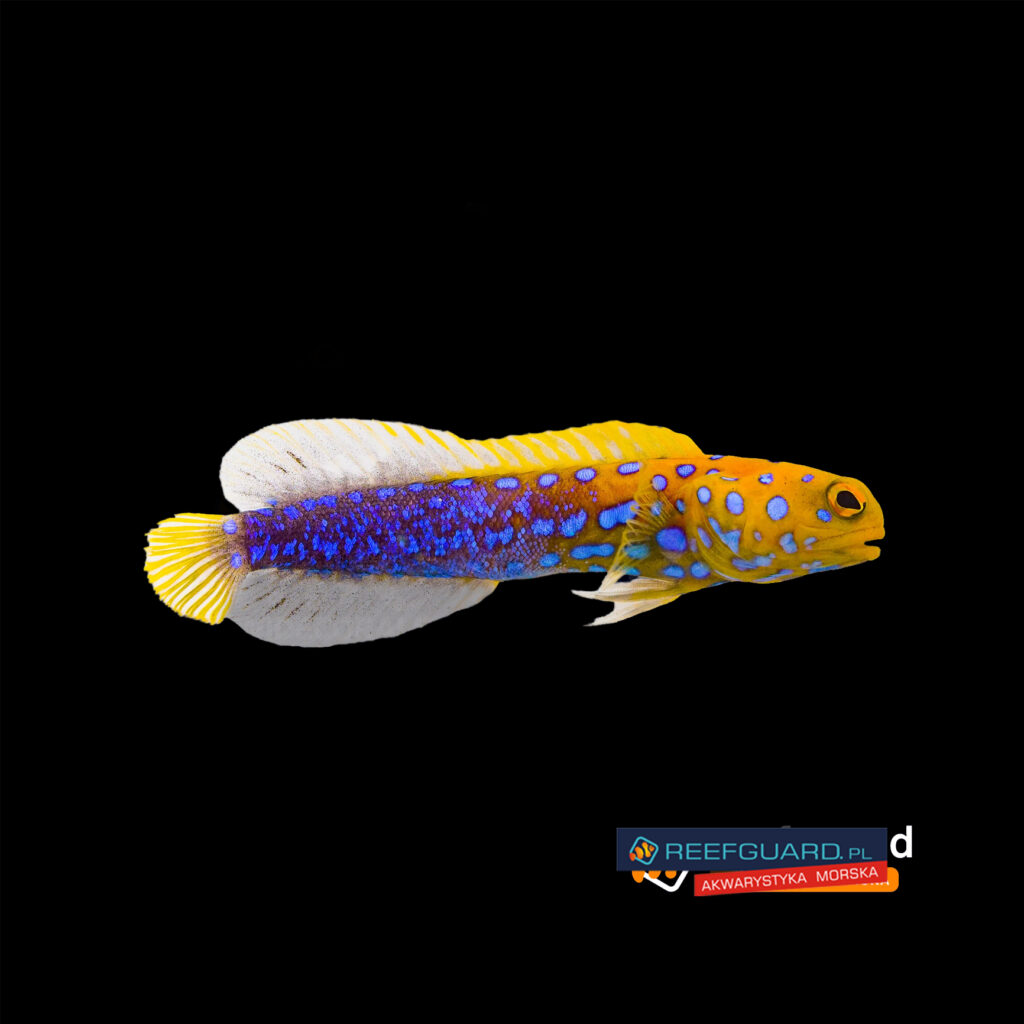 Opistognathus rosenblatti Blue Spotted Jawfish
