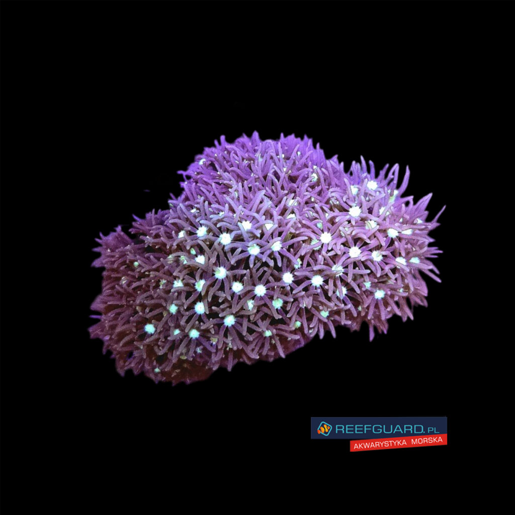 Pachyclavularia Violacea