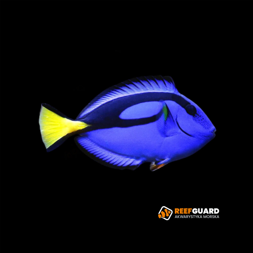 Paracanthurus hepatus Pokolec królewski S