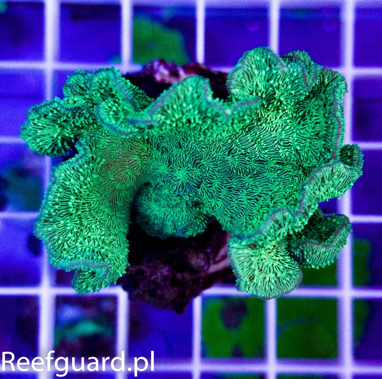 Pavona cactus S Green Fluo