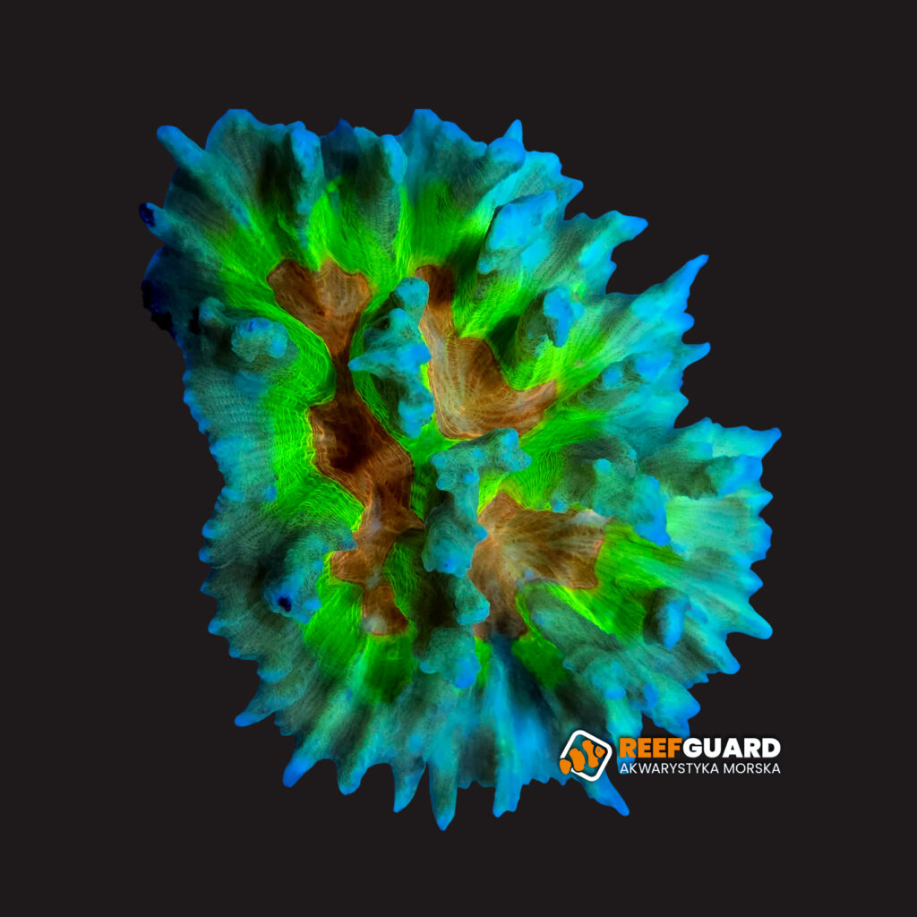 Pectinia Alcicornis #007