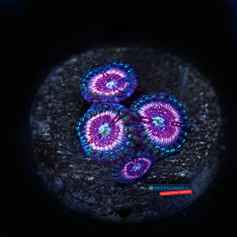 Pink Zippers Zoa Zoanthus 3 polipy