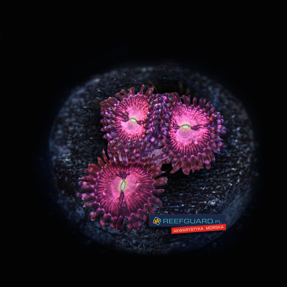 Playboy Bunny zoa Zoanthus 3 polipy
