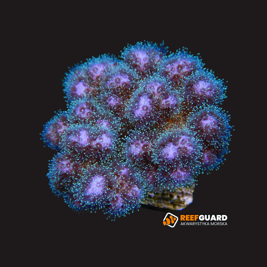 Pocillopora damicornis Pocilloporidae