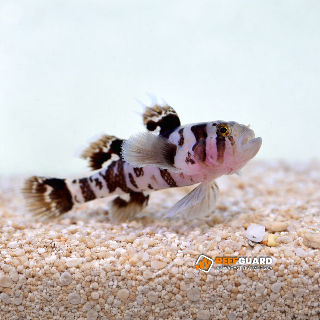Priolepis Nocturna