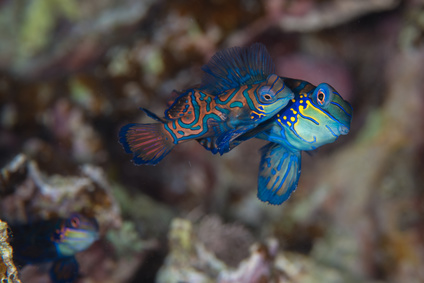 Synchiropus splendidus DOBRANA PARA